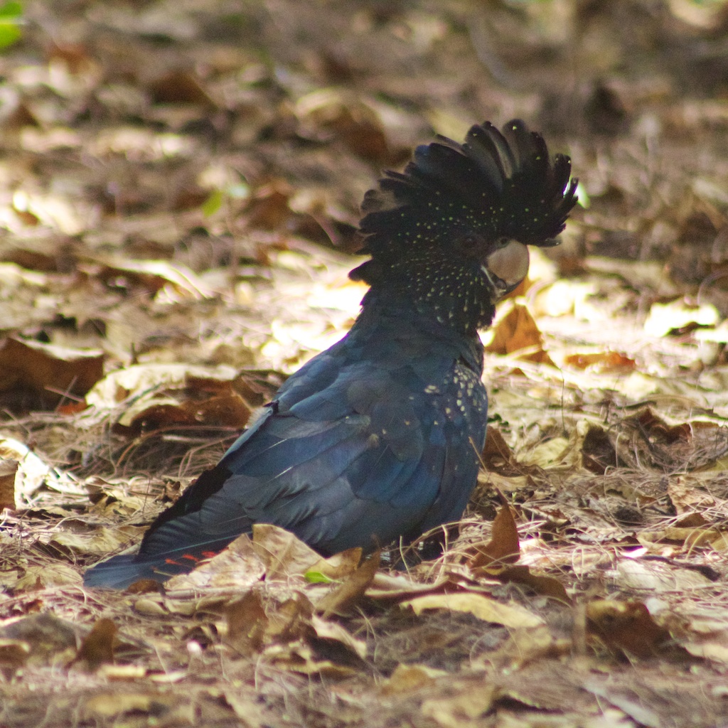 Red-tailed Black Cockatoo with Crest