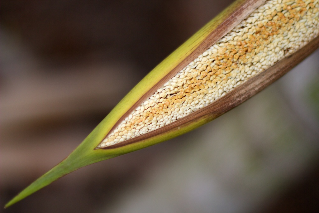 Seedpod