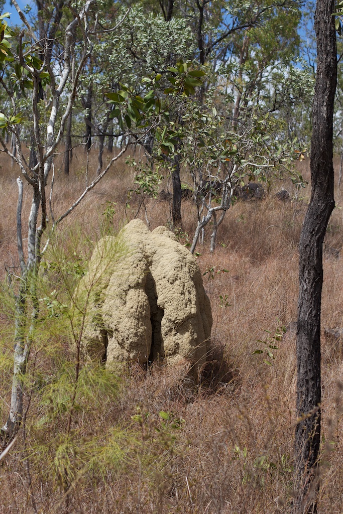 Termite Mound