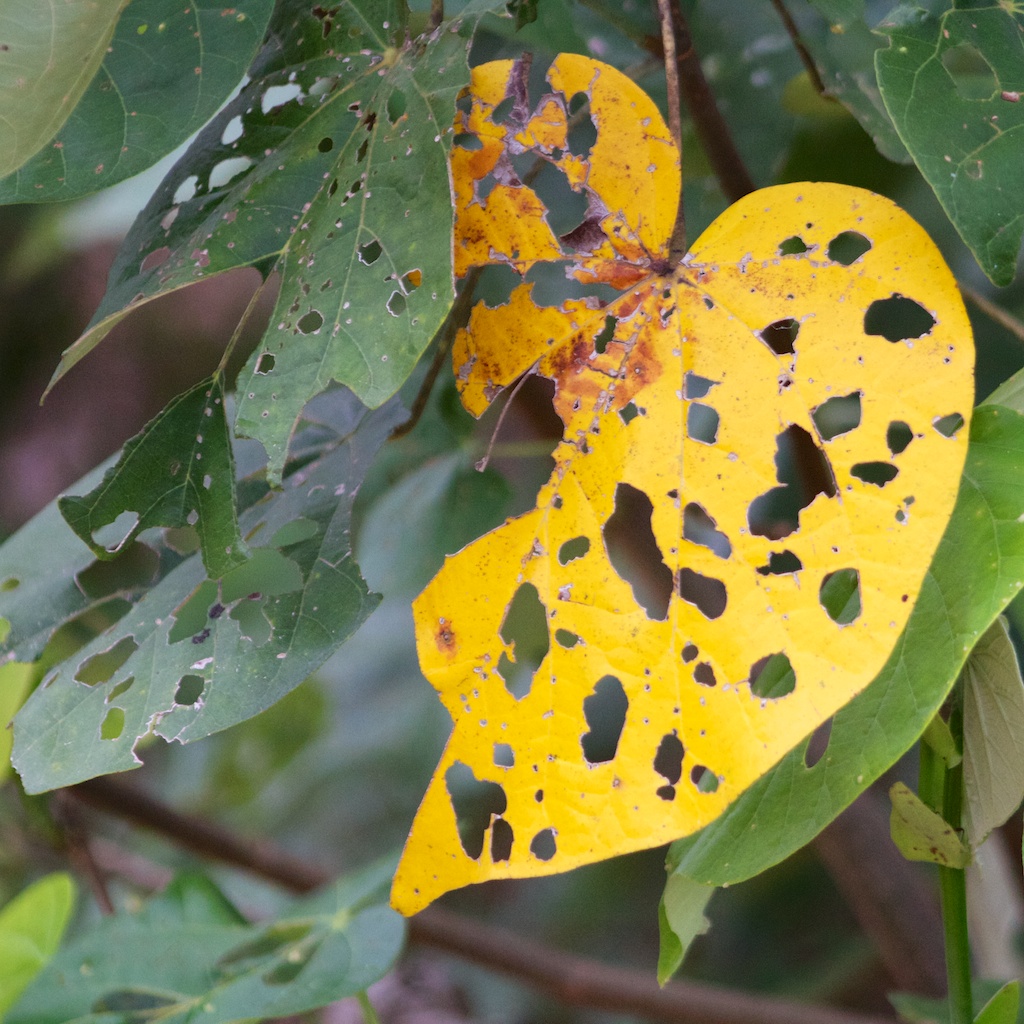 yellow and green leaves