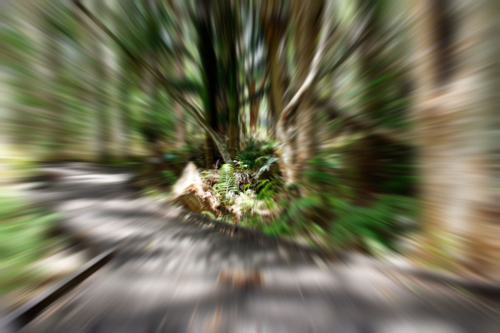 Blurred Paperbark Trail