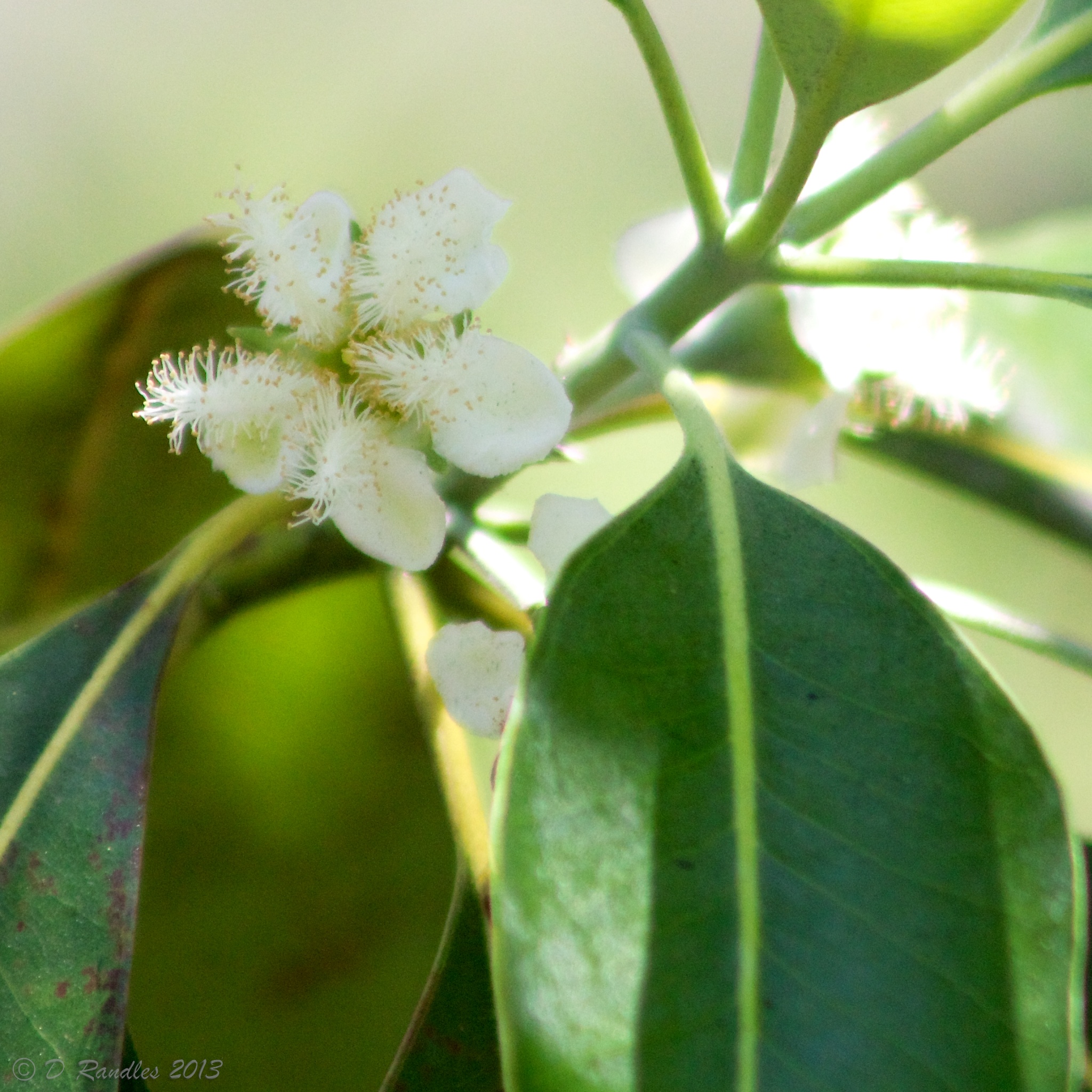 flower