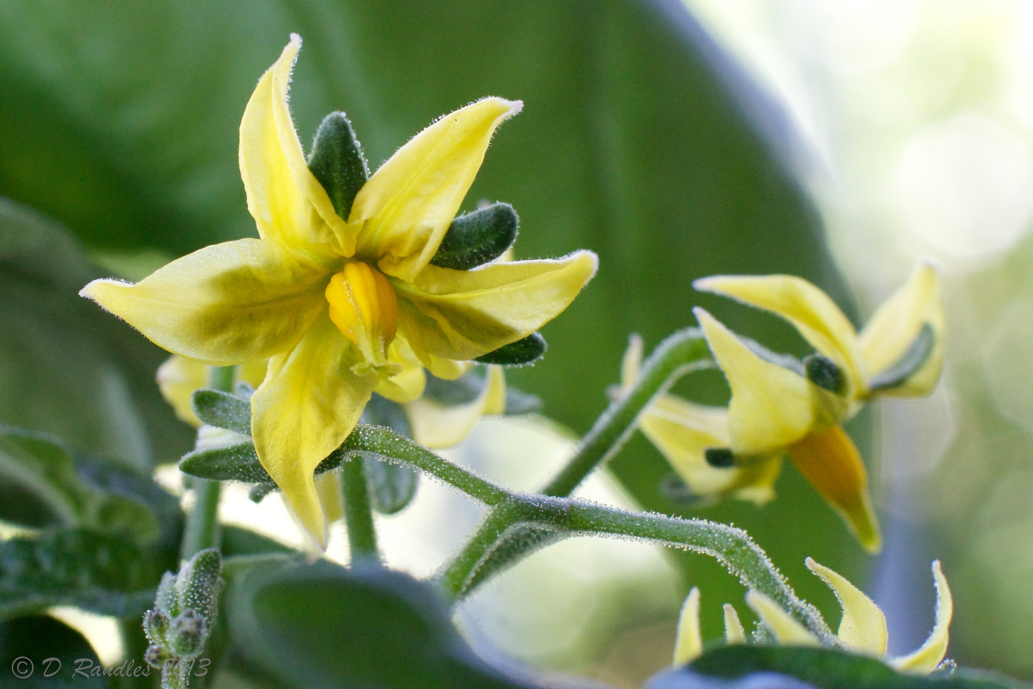 Tomato Flower