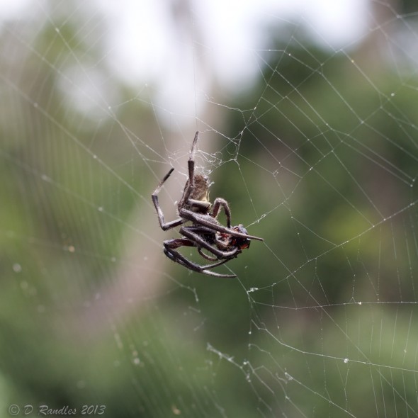 Spider with Prey