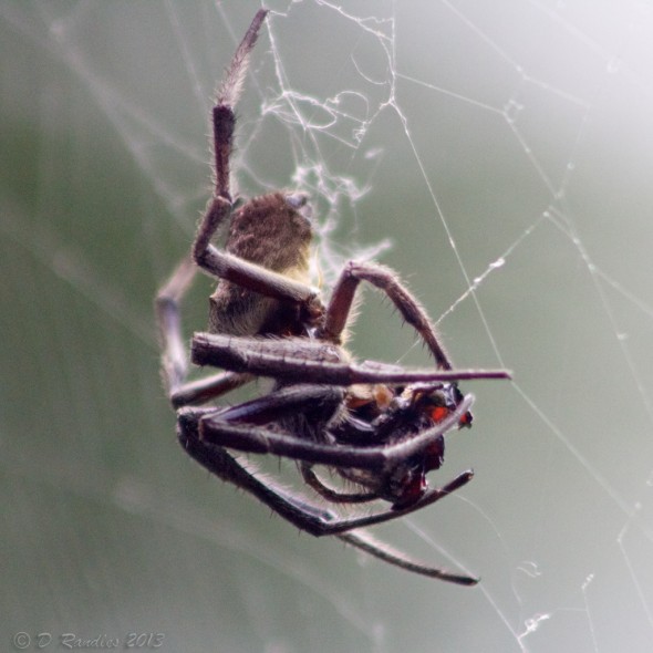 Spider with Prey