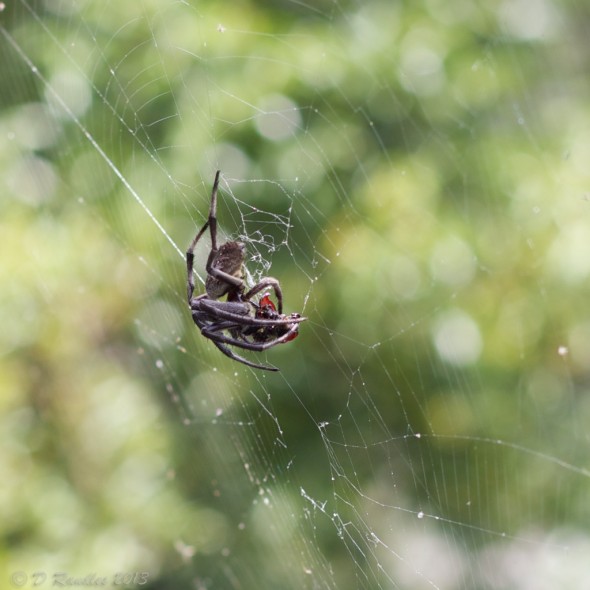 Spider with Prey