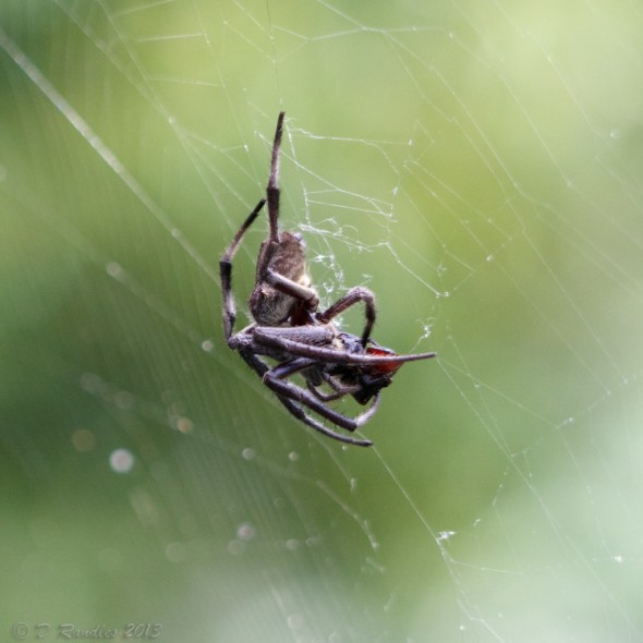 Spider with Prey