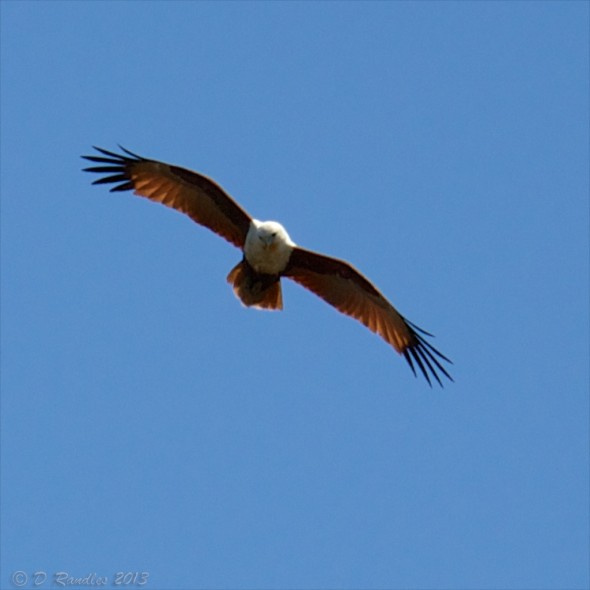 brahminy kite falconer