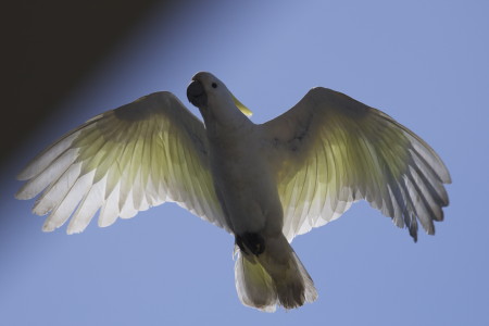 lesser sulfur crested cockatoo wings