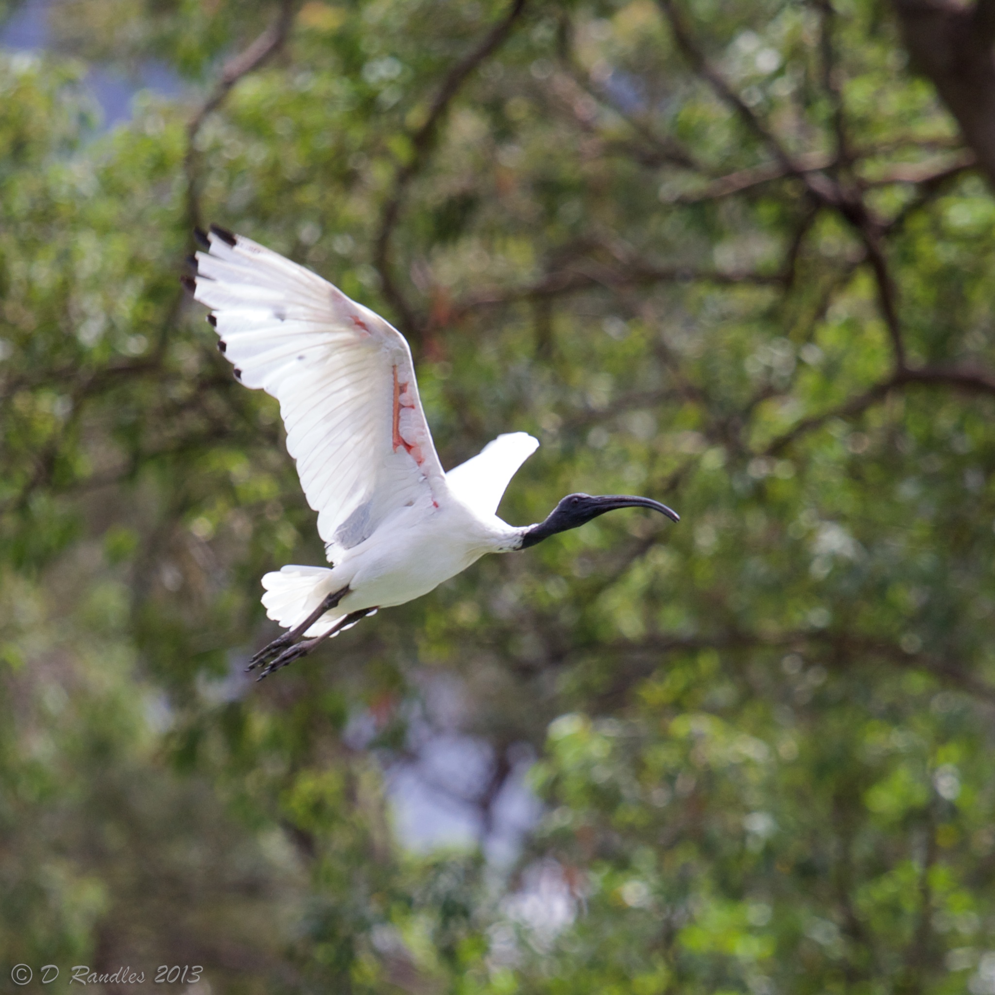 flying ibis