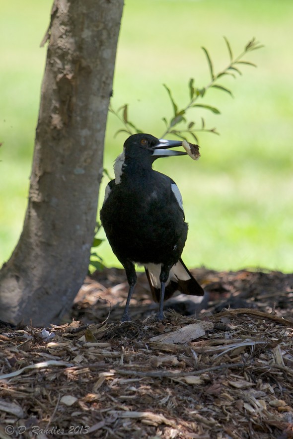 Magpie with food