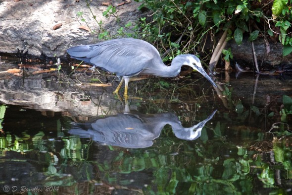 Heron with Reflection