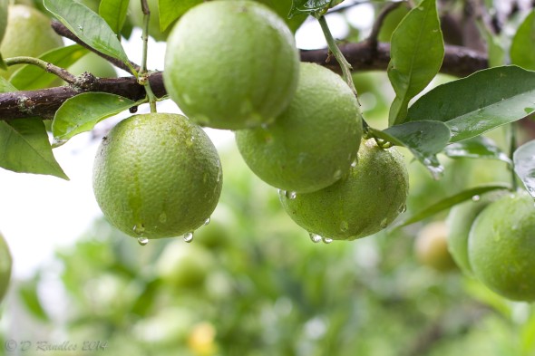 Citrus fruit