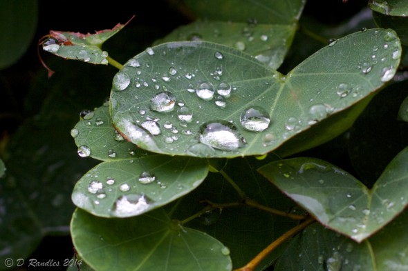 The world in a water droplet