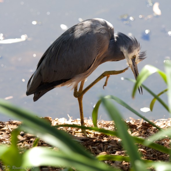 Heron