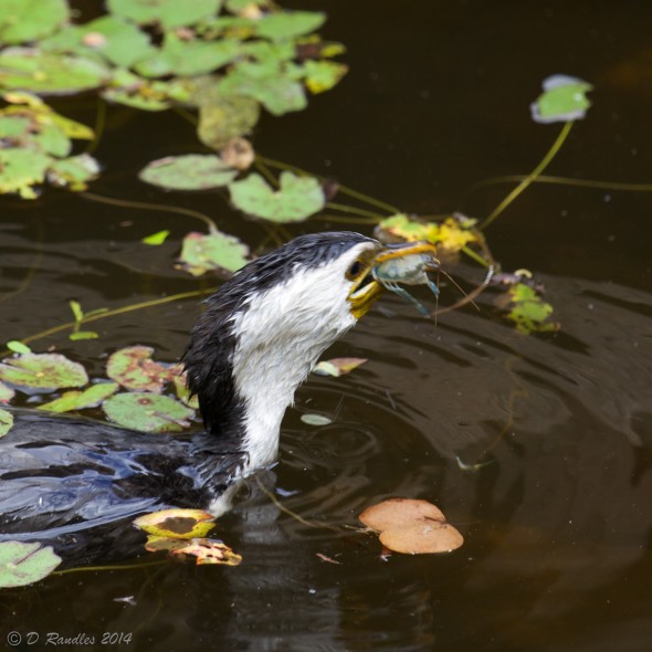 Cormorant with Yabbie