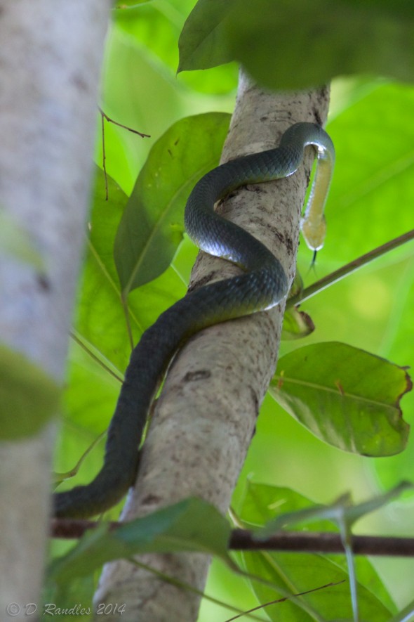 Green Tree Snake 001