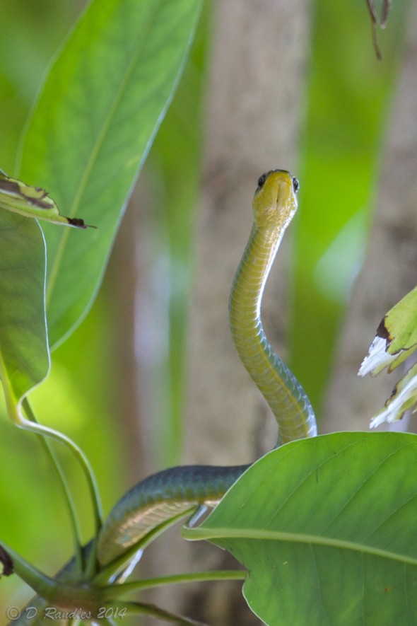 Green Tree Snake 005