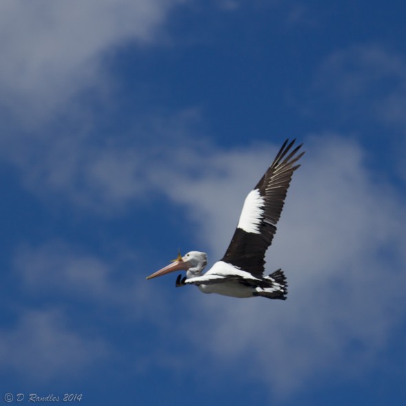 Flying away with a catch