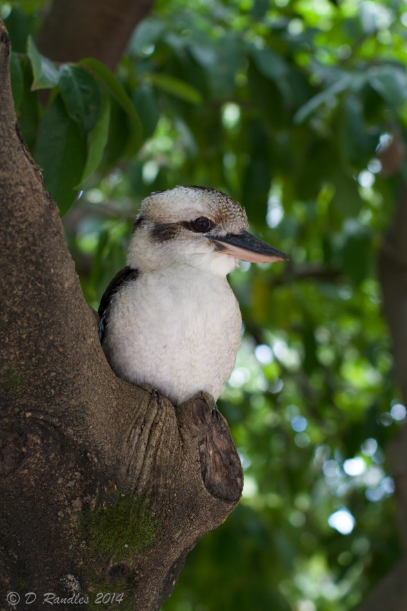 Young Kookaburra