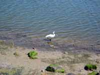 royal_spoonbill