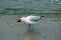 seagull_with_apple