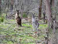 kangaroos