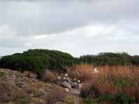 ibis_taking_off