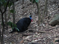 cassowary