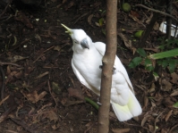 cockatoo