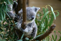 koala