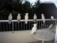 cockatoos