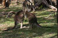 kangaroo_cuddle