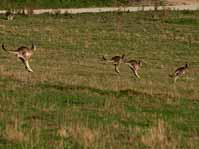 jumping_kangaroos
