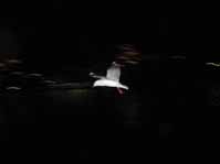 seagull at night