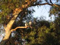 kookaburras