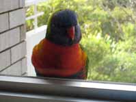 lorikeet