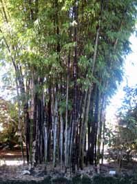 bamboo