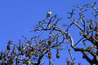 ibis_with_bats