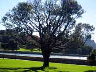 tree_with_harbour_bridge