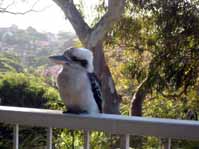 kookaburra