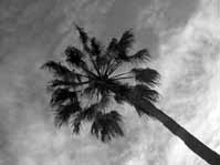 palm tree