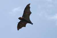 flying_bat