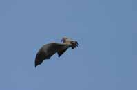 flying_bat