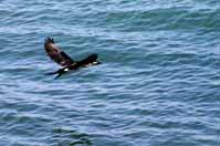 flying_cormorant