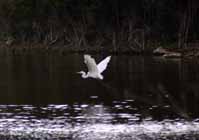 flying_ibis