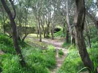path_through_trees